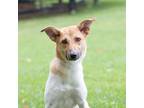 Adopt Alma a White - with Tan, Yellow or Fawn Mixed Breed (Medium) / Mixed dog
