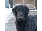 Adopt Max a Black Labrador Retriever / Mixed dog in King City, ON (37302018)