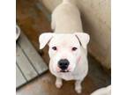 Adopt Soraya a White - with Tan, Yellow or Fawn Pit Bull Terrier / Mixed dog in