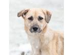 Adopt Autumn a Tan/Yellow/Fawn Mixed Breed (Medium) / Mixed dog in King City