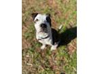 Adopt Watson a Brindle - with White Boxer / Labrador Retriever / Mixed dog in