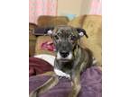 Adopt Ida Mae a Brindle - with White Greyhound / Whippet / Mixed dog in