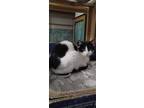Adopt Melissa a Black & White or Tuxedo Abyssinian (short coat) cat in Chula