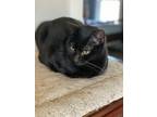 Adopt Amanda a All Black American Shorthair (short coat) cat in Hayes