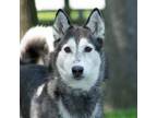 Adopt Ash a Gray/Silver/Salt & Pepper - with White Siberian Husky / Mixed dog in