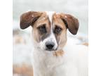 Adopt Leaf a White - with Tan, Yellow or Fawn Mixed Breed (Medium) / Mixed dog