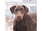 Adopt Matilda a Brown/Chocolate Doberman Pinscher / Mixed dog in King City