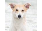 Adopt Spice a Tan/Yellow/Fawn - with White Mixed Breed (Medium) / Mixed dog in