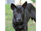 Adopt Danessa a Black Mixed Breed (Medium) / Mixed dog in King City
