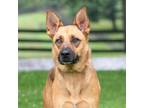 Adopt Penelope a Brown/Chocolate Shepherd (Unknown Type) / Mixed dog in King