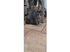 Adopt Oreo a Gray, Blue or Silver Tabby Domestic Shorthair (short coat) cat in
