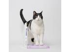 Adopt Dash a Black & White or Tuxedo Domestic Shorthair (short coat) cat in King