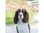 Adopt Loki a Brown/Chocolate - with White Springer Spaniel / Mixed dog in King