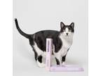 Adopt Evan a Black & White or Tuxedo Domestic Shorthair (short coat) cat in King