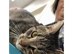 Adopt Matthew a Gray or Blue Domestic Shorthair / Mixed cat in Foley
