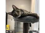 Adopt Motes a Gray or Blue Domestic Shorthair / Mixed cat in Foley