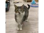 Adopt Junebug aka Mama June a Gray or Blue Domestic Shorthair / Mixed cat in