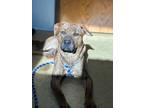 Adopt Ollie a Brindle Mixed Breed (Medium) / Mixed dog in Toledo, OH (37358281)