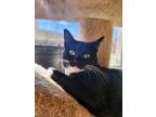 Adopt Jolie a Black & White or Tuxedo Domestic Shorthair (short coat) cat in New