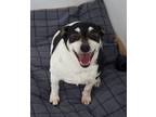 Adopt Molly a Black - with White Rat Terrier / Mixed dog in Anna, IL (37359981)