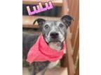 Adopt Lulu a Brindle Terrier (Unknown Type, Small) / Mixed dog in Louisville
