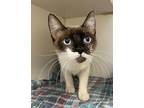 Adopt VICKI - UPDATE! a Cream or Ivory (Mostly) Snowshoe (short coat) cat in