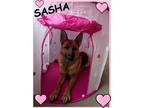 Adopt Sasha a Tricolor (Tan/Brown & Black & White) German Shepherd Dog / Mixed
