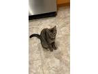 Adopt Coco (f) a Brown Tabby Domestic Shorthair (short coat) cat in Fresh