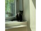 Adopt Kukla (f) a Black & White or Tuxedo Domestic Shorthair (short coat) cat in