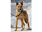 Adopt CHARLIE a Brown/Chocolate Shepherd (Unknown Type) / Mixed dog in