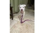 Adopt Aspen a White Parson Russell Terrier / Mixed dog in Mesa, AZ (37592488)
