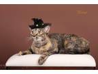 Adopt Walnut a Domestic Shorthair / Mixed (short coat) cat in San Jacinto