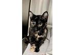 Adopt Prue a Domestic Shorthair / Mixed (short coat) cat in Tiffin