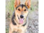 Adopt Carol Anne a Shepherd (Unknown Type) / Mixed dog in Quinlan, TX (35289774)