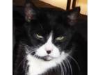 Adopt Tommy: Courtesy Post a Domestic Shorthair / Mixed (short coat) cat in New