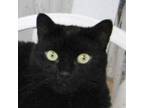 Adopt Cuddles: Courtesy Post a Domestic Shorthair / Mixed (short coat) cat in
