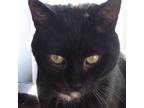 Adopt Spike: Courtesy Post a Domestic Shorthair / Mixed (short coat) cat in New