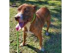 Adopt Aster a Brindle Mixed Breed (Medium) dog in Ridgeland, SC (36706560)