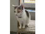 Adopt Garcia a Spotted Tabby/Leopard Spotted Calico cat in Richmond
