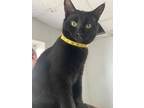 Adopt chip a All Black Domestic Shorthair / Mixed cat in Richmond, IN (37359456)