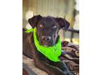 Adopt Valentino a Black - with White Pit Bull Terrier / Mixed dog in Anza