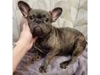 French Bulldog Puppy for sale in West Plains, MO, USA