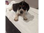 Beagle Puppy for sale in Oak Park, IL, USA