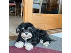 Havamalt Puppy for sale in Nappanee, IN, USA