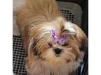 Shih Tzu Puppy for sale in Des Moines, IA, USA