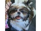 Shih Tzu Puppy for sale in Des Moines, IA, USA