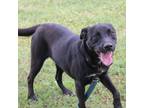 Adopt Michonne a Retriever