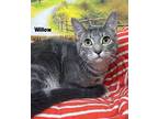 Adopt WILLOW a American Shorthair