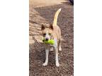 Adopt Frida a Labrador Retriever, Husky