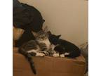 Adopt Rosemary and Sage (Bonded Pair!) a Domestic Short Hair